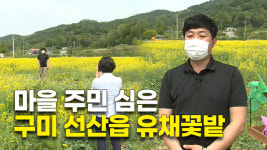 마을 주민 심은 구미 선산읍 유채꽃밭… 5월 중순 절정