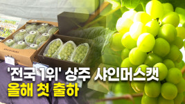 상주달콤샤인농원 | '전국 1위' 상주 샤인머스캣 올해 첫 출하