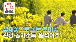 유채꽃으로 물든 호미곶..관광·농가소득 일석이조(RE)