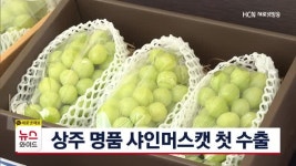 상주달콤샤인농원 | 상주 명품 샤인머스캣 첫 수출