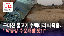 [현장엔HCN] 구미천 물고기 수백마리 떼죽음..낙동강 수문개방 탓!?