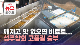 깨지고 맛 없으면 비료로...성주참외 고품질 승부