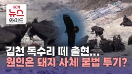 [단독]김천 독수리 떼 출현...원인은 돼지 사체 불법 투기?