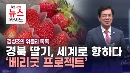 [김성조의 위클리 톡톡] 경북 딸기, 세계로 향하다 ‘베리굿 프로젝트’
