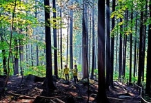■휴가철 이색 숲 여행