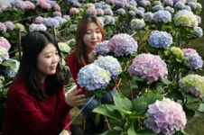 절화수국 수도강진, 화훼1번지 우뚝