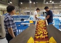 순천 플럼코트 농업 경쟁력 키운다