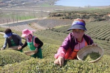 겨울 이겨낸 보성 청명차 수확