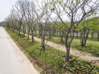 [신안 도초도] 아름드리 팽나무...사람과 자연 공존을 꿈꾼다