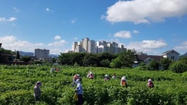 강진읍 서문영농사업단 친환경 채소 생산·판매