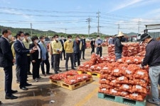 고흥, 햇마늘 대형마트 본격 출하