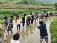 순천 낙안초, 모내기 체험활동