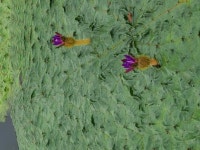 순천 동천저류지, 가시연 잠을 깨다