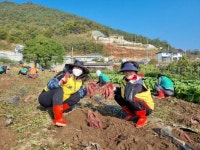 여수 갯노을봉사팀, 고구마 취약계층 전달