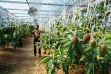 해남, 아열대농업 활성화‘속도’