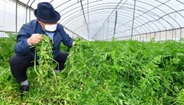 “수확해야 하는데”…농촌 일손 구하기 ‘비상’