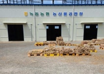 녹동농협, 주대 마늘 경매 중단…판로 잃은 농가 어쩌나