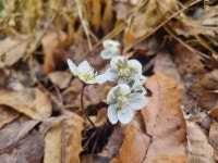 무등산에 봄 전령사 ‘복수초·변산바람꽃’ 활짝