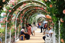 곡성으로 수천만 송이 장미꽃 보러 오세요