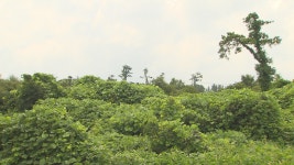 제주환경운동연합, 동부공원 신시가지 조성에 반발