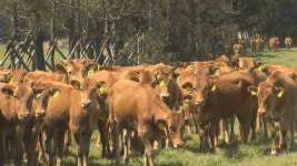 국회 농해수위 국정감사, 마을공동목장 매각 대책 요구, 감귤 종자 자급률 높여야