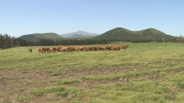제주시, 축산농가 특성화사업 추진