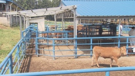 제주축협 가축시장 오는 7일 재개장