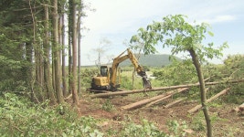 비자림로 확장공사 하루만에 또 중단