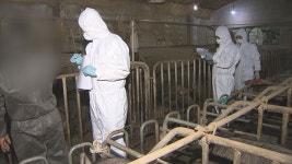 제주, 제주시 축산악취 민원, 20% 정도 감소