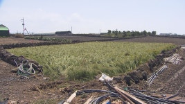 (제주) 제주시 애월읍 특별재난지역 지정