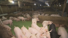 제주, 내년 지속가능한 축산업 육성 636억원 투입