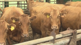 (제주) 제주시, 소 브루셀라병 18년간 미발생