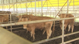 제주, 저능력 한우 암소 비육지원으로 수급 조절