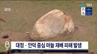 제주, 대정.안덕 중심 마늘 재배 피해 발생