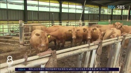 제주, 소 질병 관리 우수농장 114곳 인증