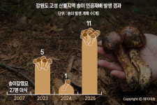 고성 산불로 불탄 숲, 다시 송이 산으로