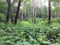 ‘케이-포레스트 푸드(K-FOREST FOOD)‘로 ‘식탁위의 작은 숲’ 준비하세요