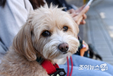 [포토]댕댕왕왕 그린볼페스티벌 즐기는 반려견들
