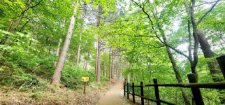 국립자연휴양림 청정 숲 산책하며 힐링하세요