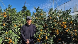 올해 최고 감귤, 남원읍 김정현 농가 수상