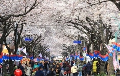 제18회 전농로 왕벚꽃 축제, 28일 개최