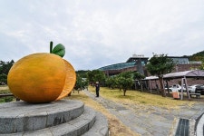 서귀포 감귤박물관, 감귤 향기 체험 프로그램 운영