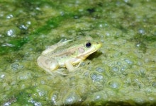 인천 계양 신도시 예정지 서식 금개구리 이주...환경단체 민관논의 필요