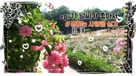 인천 장미 핫 플레이스 연수구 장미근린공원