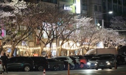 수문통 골목상권 살린다…인천 동구, 벚꽃 축제 개최