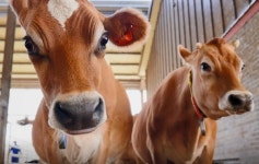 갈색 젖소, 저지 품종 전용 목장 1호 여주시에 조성...경기도, 내년 유제품 관세 철폐에 대응