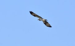 깃대종 늘까…인천 자연환경 보전대책 착수