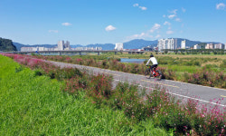 밀양강 자전거길 분홍빛으로 물들다