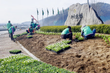 새마을운동합천군지회 봄꽃 식재
