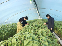 산청군 수출용 들깻잎 일본 판로 개척한다